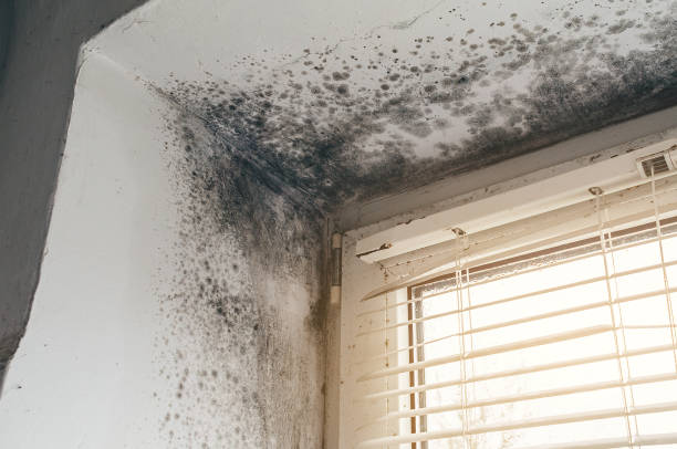 Affordable Mold Remediation solutions in Warrington, PA